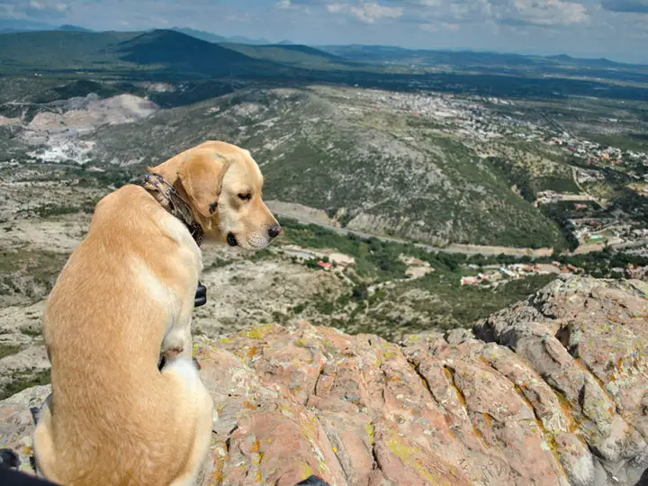 Should You Bring Your Dog to the Crag?